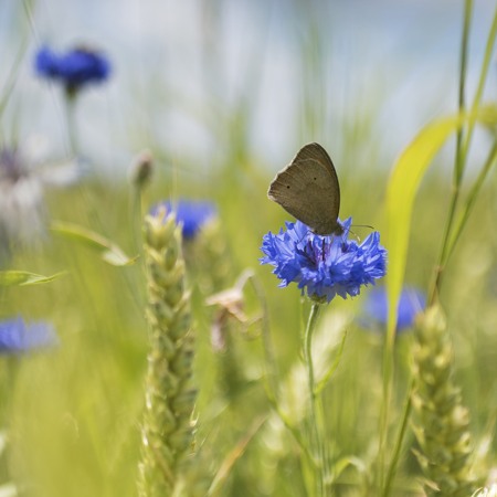 Sommaräng med en fjäril som landat på en blåklint.